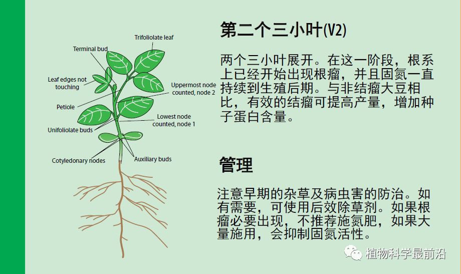 大豆植株结构图图片