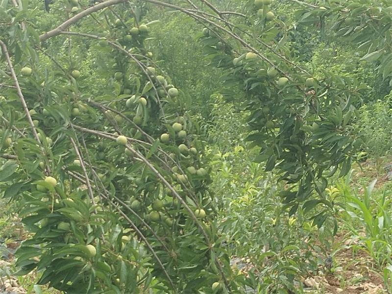 新品李子密植高产种植技术