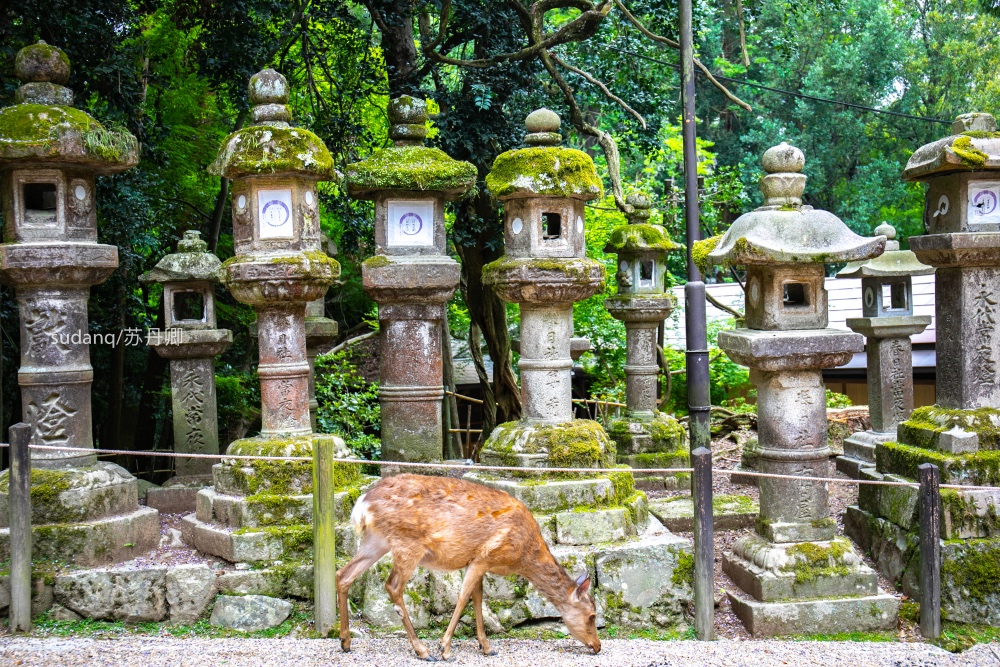 日本之旅,一定不能错过的世界遗产:春日大社,树深时见鹿 日本之旅,一定不能错过的世界遗产:春日大社,树深时见鹿