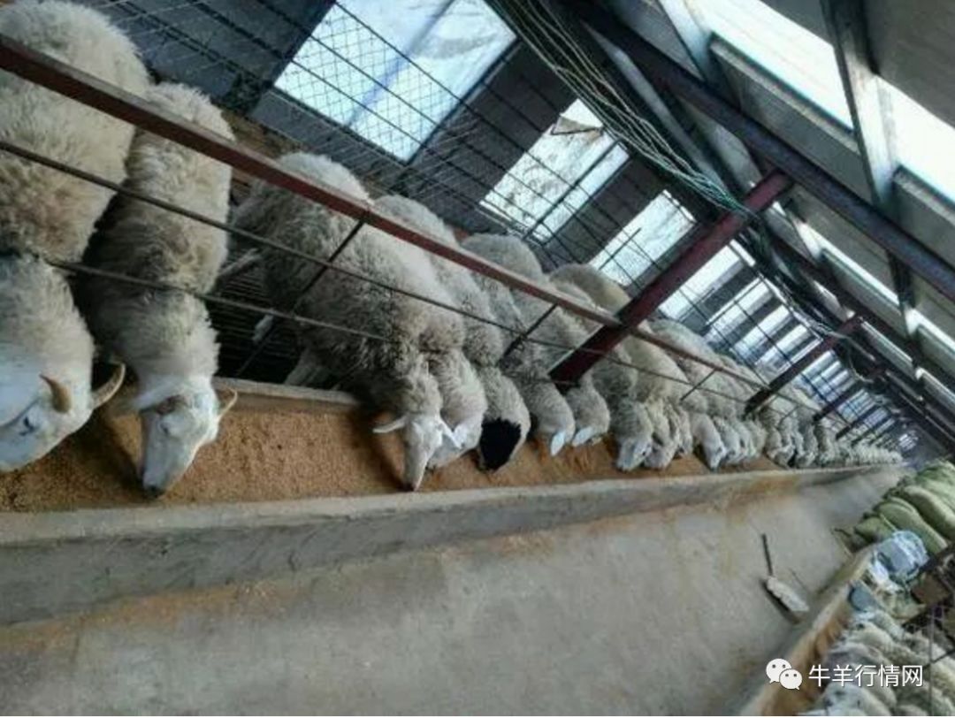 这羊场花了10万政府给补贴了6万咋样