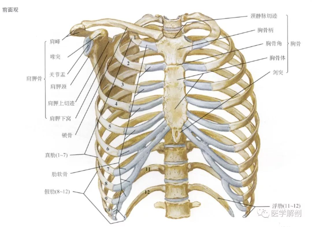 肋骨及胸骨解剖图谱