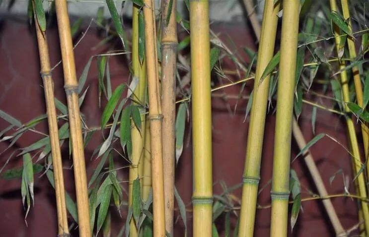 黄杆京竹,为散生竹,箣竹超族倭竹族刚竹亚族刚竹属刚竹组,秆高3-5m,径