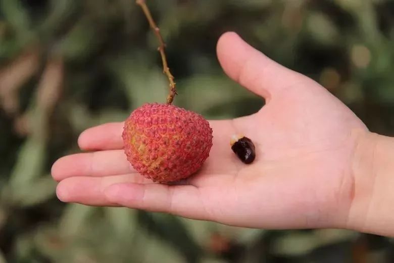 有味道有故事香山鸡嘴荔枝来尝鲜错过又要等一年