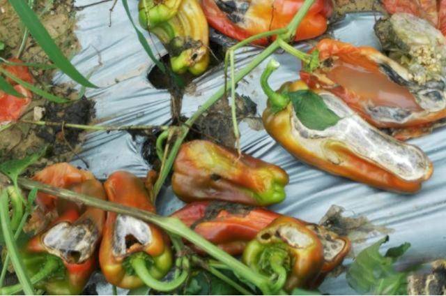 农民种辣椒烂果多产量低找准9大原因对症用药增产提质