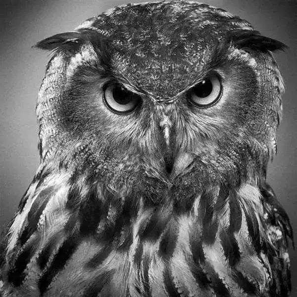 你确定这不是黑白照5位超写实画家的精微素描