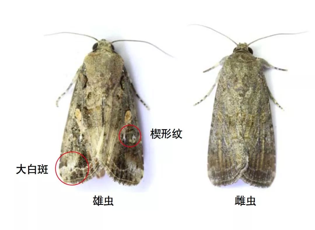 关注草地贪夜蛾识别与应急防治方法