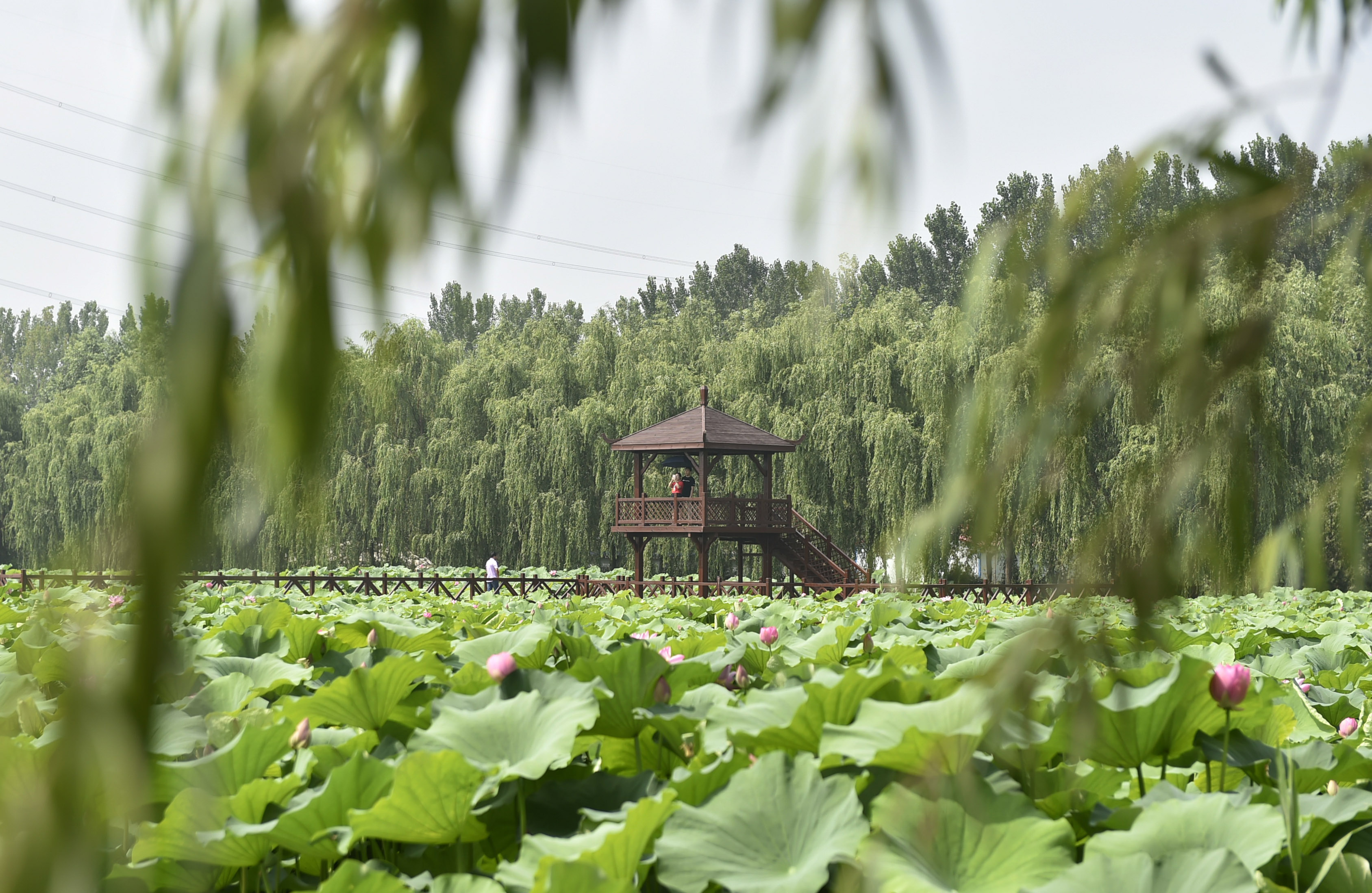 新华社记者 鲁鹏 摄河北省香河县借助独特的区位优势推进全域旅游发展