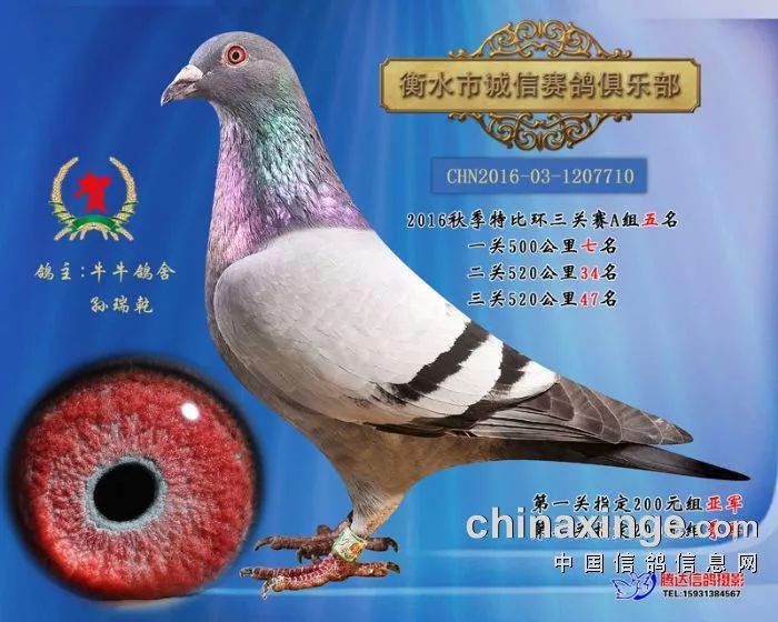 第三关550公里66名】08-01-823008灰 雄北京建辉鸽舍做出林波尔法拉利