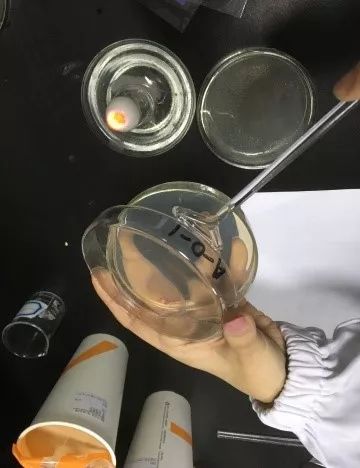 无菌生理盐水→对奶茶样品进行稀释→取样涂布→培养→观察计数我们买