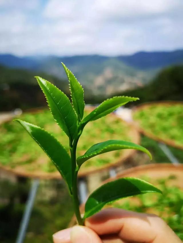 凤凰单丛茶形美,色翠,香郁,味甘,有诗云"愿充凤凰茶山客,不作杏花醉里