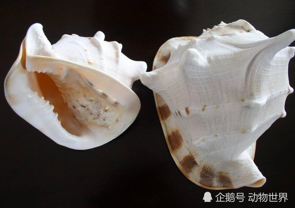 这种海螺千万别吃它们是国家二级保护动物