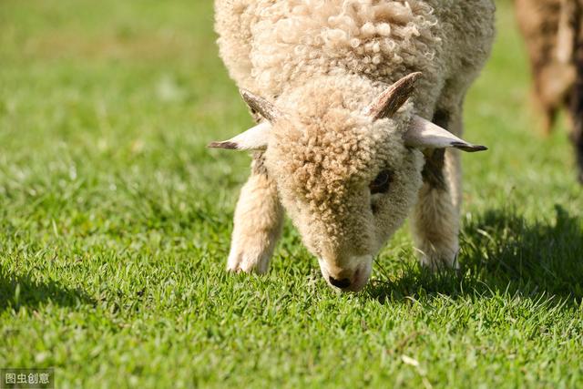 本病多发生于一个半月到两个月龄,采食量强的肥胖羔羊.