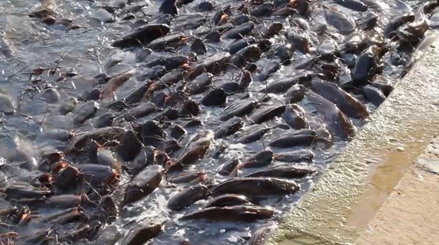 印度的鲶鱼一度泛滥,专吃死尸发育巨肥,中国吃货:真心帮不了!_恒河