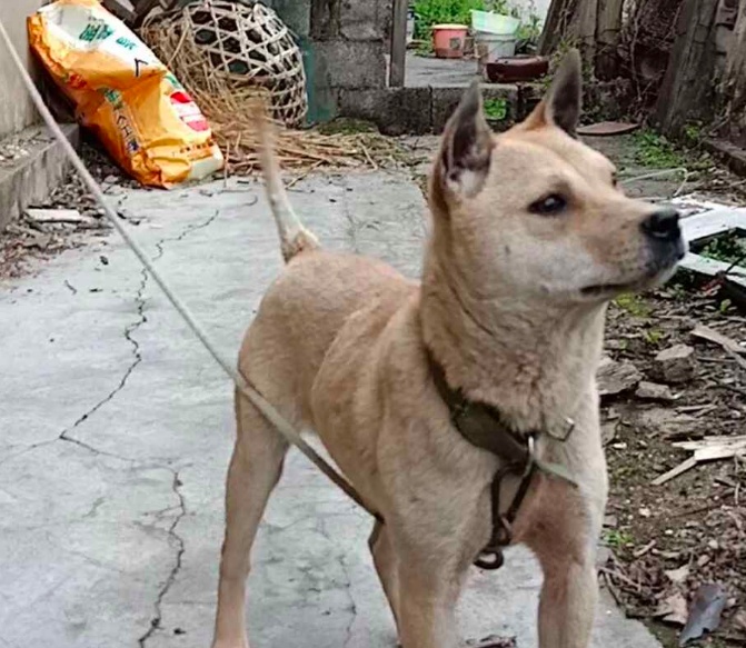 贵州土猎狗品种图片