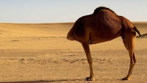 动物园发现一只"无头骆驼",当它转过身的那一刻,才知道原因!_游客