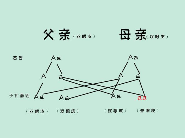 双眼皮基因遗传规律图图片