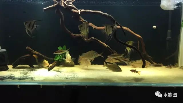 心累了鸭梨大食土鲷造景可以让你放空放松