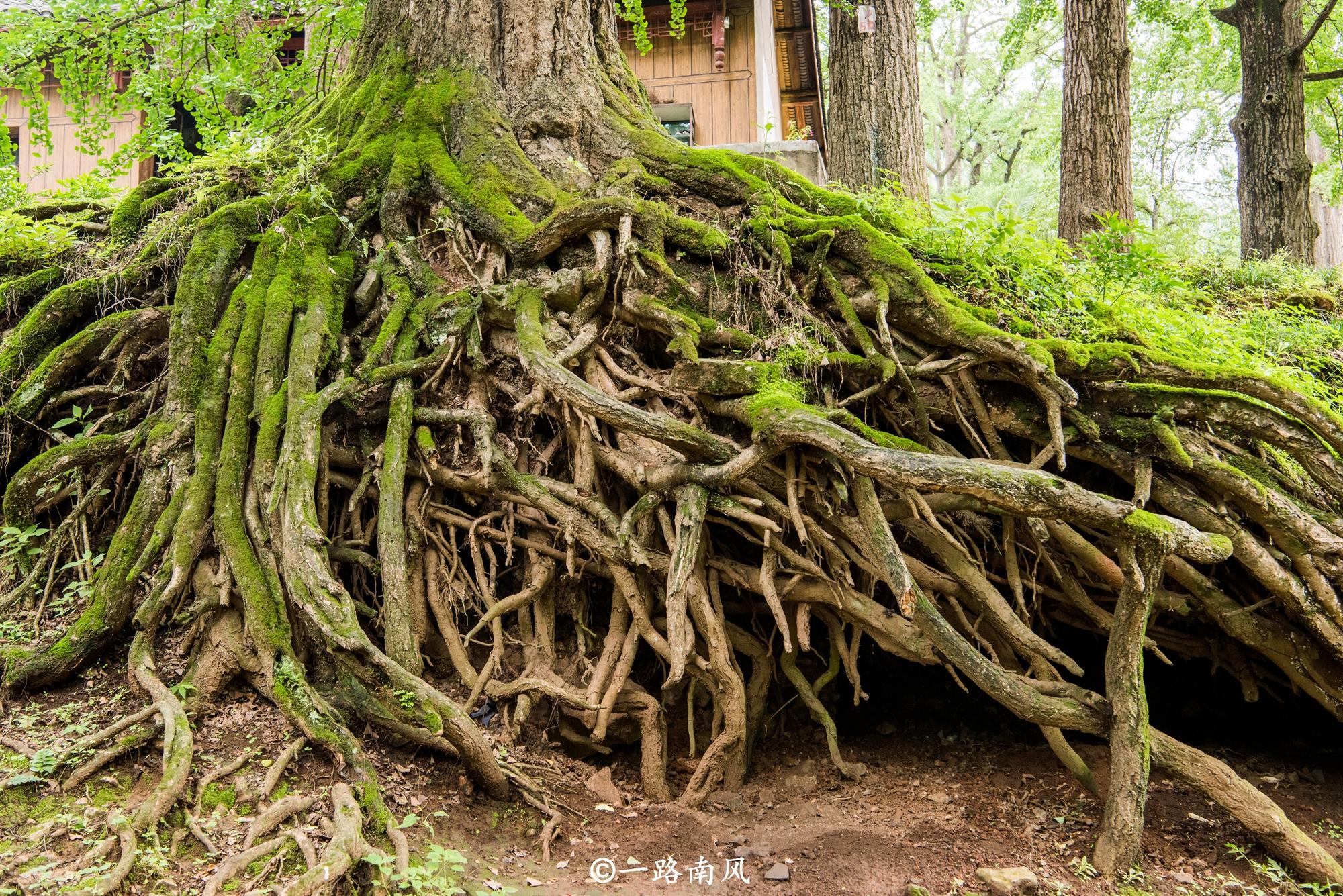 原创1500岁的银杏树你见过没有?就在贵州六盘水,景色美得像画!