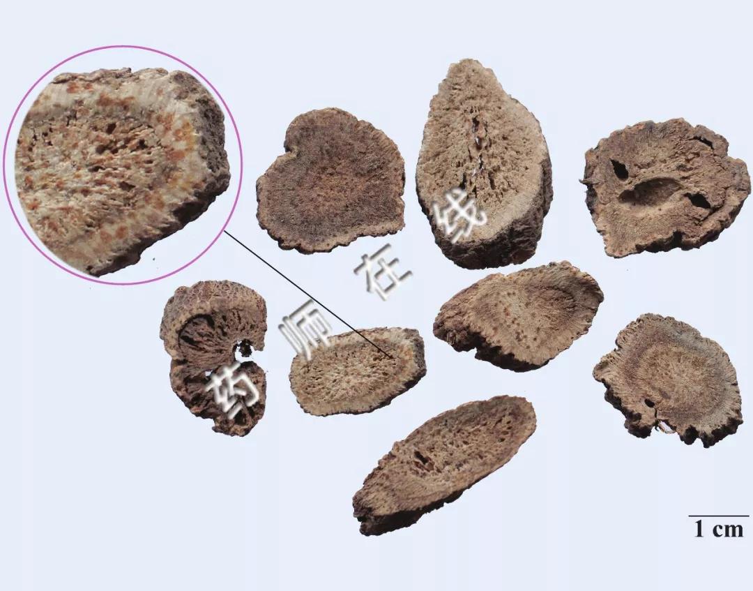 苍术鉴别图片