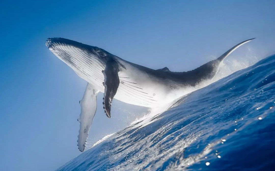 去寻找,与你同频的那个"52赫兹的鲸"让你麻木已久的心与灵魂渐渐苏醒