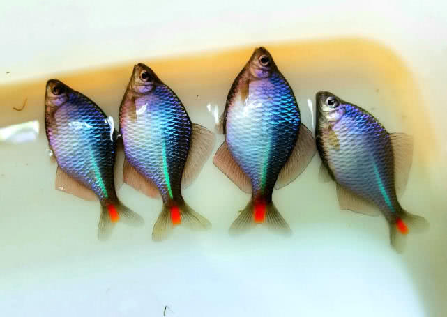 原创钓鱼人一脸嫌弃的小鱼鳑鲏在日本却成了宠儿