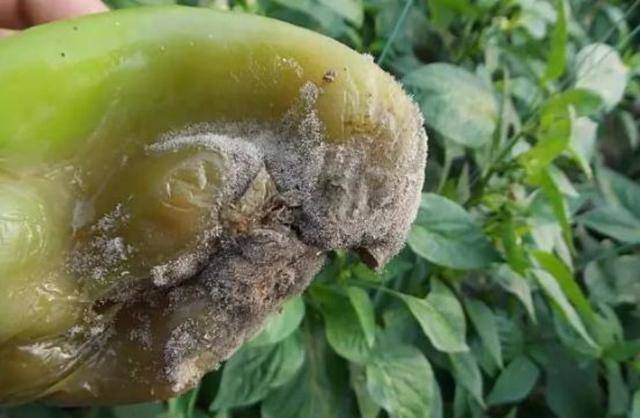 农民种辣椒烂果多产量低找准9大原因对症用药增产提质