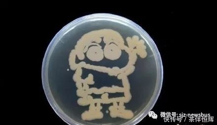 高校学子用细菌作画网友都是被医学耽误的美术生