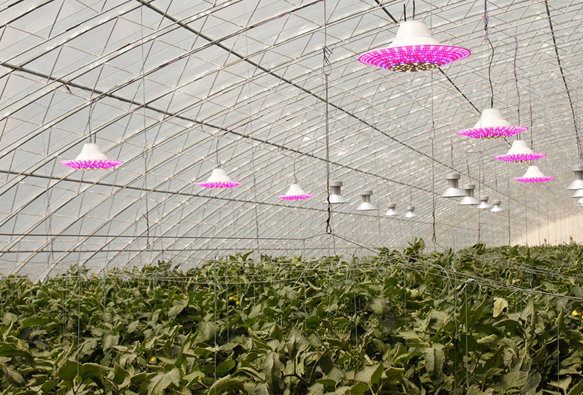 有机蔬果种植使用定制植物补光灯优化成本问题