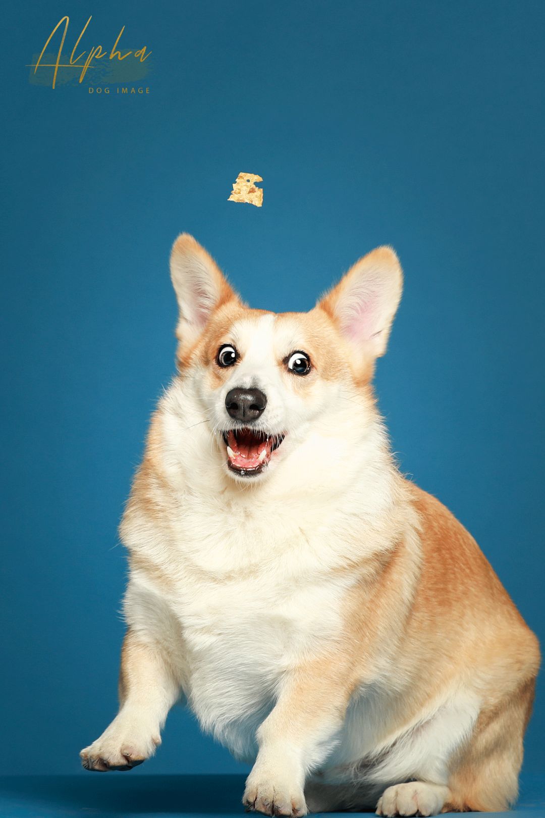 O-DOG