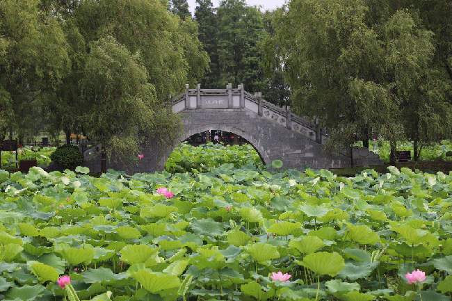 岳阳君山区:团湖万亩野生荷花盛妆迎客