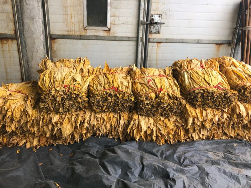 现在的宁远,种烤烟的应该算是种植大户了吧,很多都是承包集中种植.