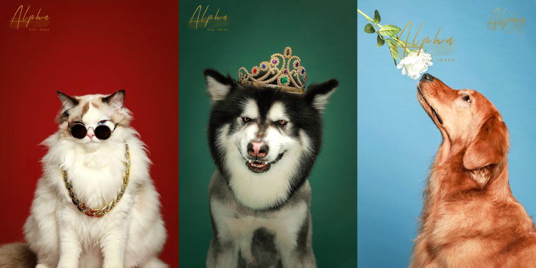 pick到一家宝藏「宠物写真馆」!福利已谈好,铲屎官快冲鸭!