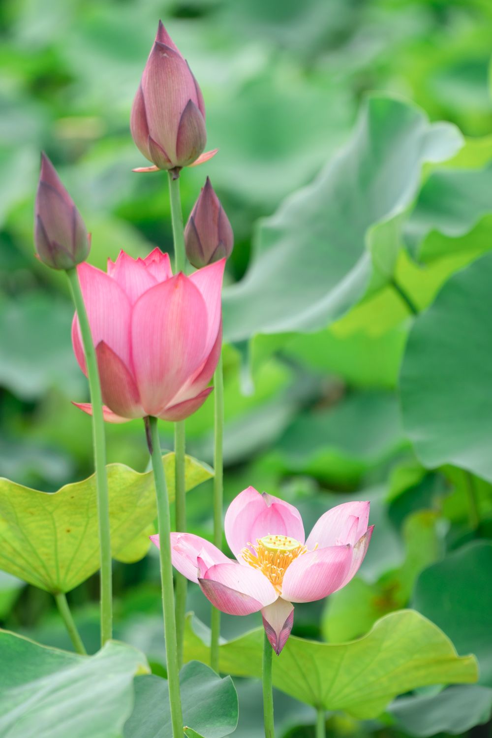 荷花季丨您有一份湖北最美赏荷地图已送达请注意查收
