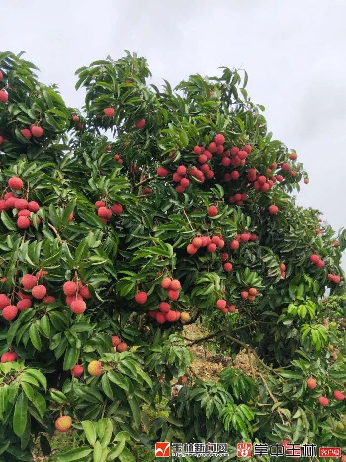 最高卖到140元公斤北流荔枝大量上市价高好卖的背后