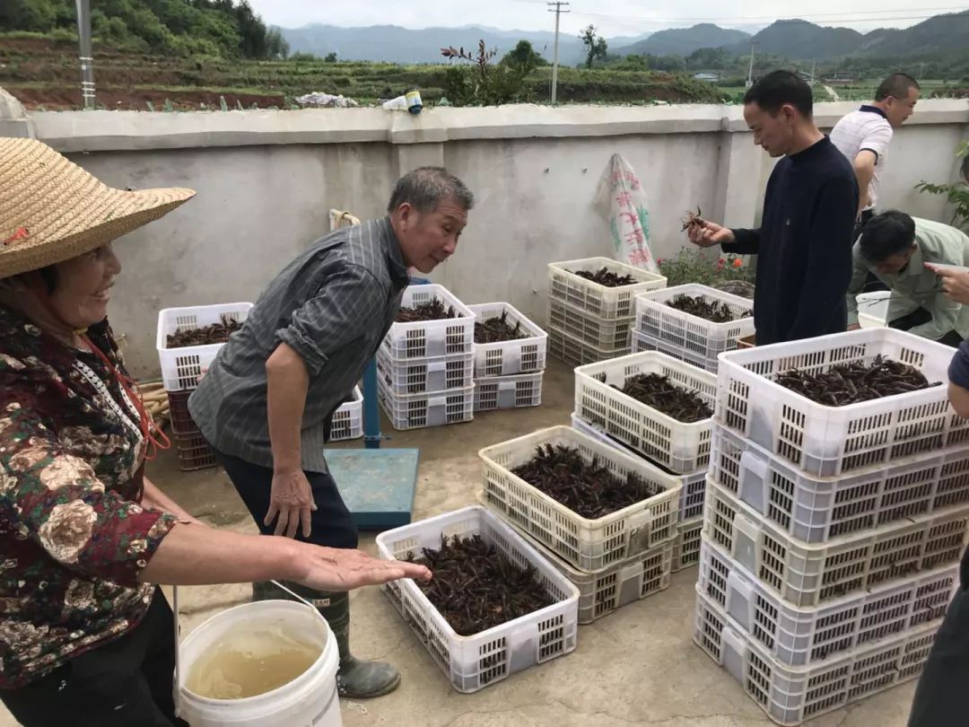 政府扶贫养殖创业项目辽宁朝阳有哪些(政府扶贫养殖创业项目辽宁朝阳有哪些补贴)