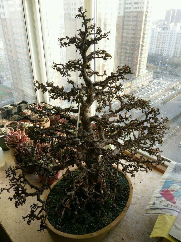 王先生养出金枝玉叶老桩第一次见造型太精美了