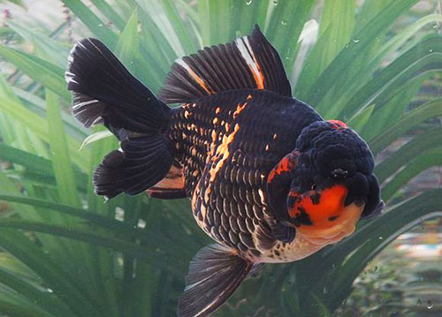 中国国粹金鱼鉴赏泰狮三