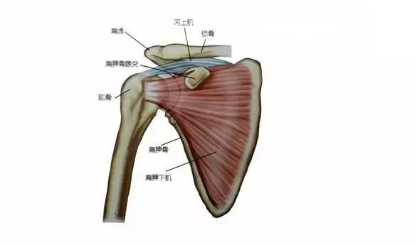 肩周炎和肩袖損傷如何區分?附帶肩部保養運動操