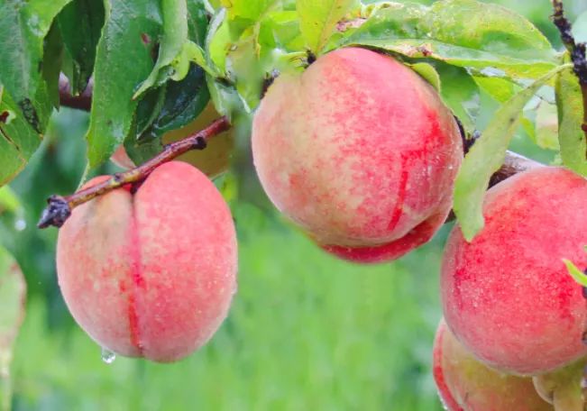 汉台这处仙桃园丰收啦这个周末快去摘桃吧