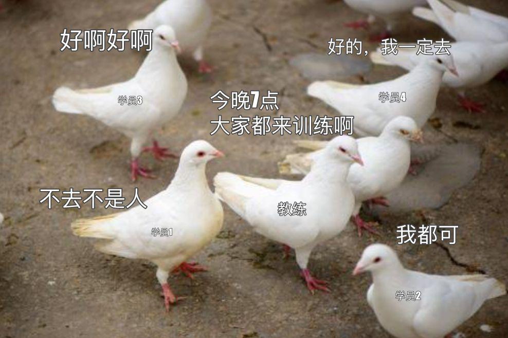 一群鸽子表情包图片