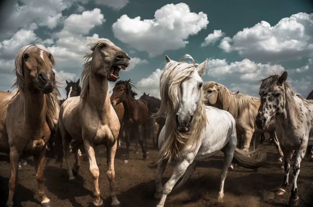 正式公布纪录类第二届中国马都凤凰杯蒙古马国际摄影大展艺纪录类作品