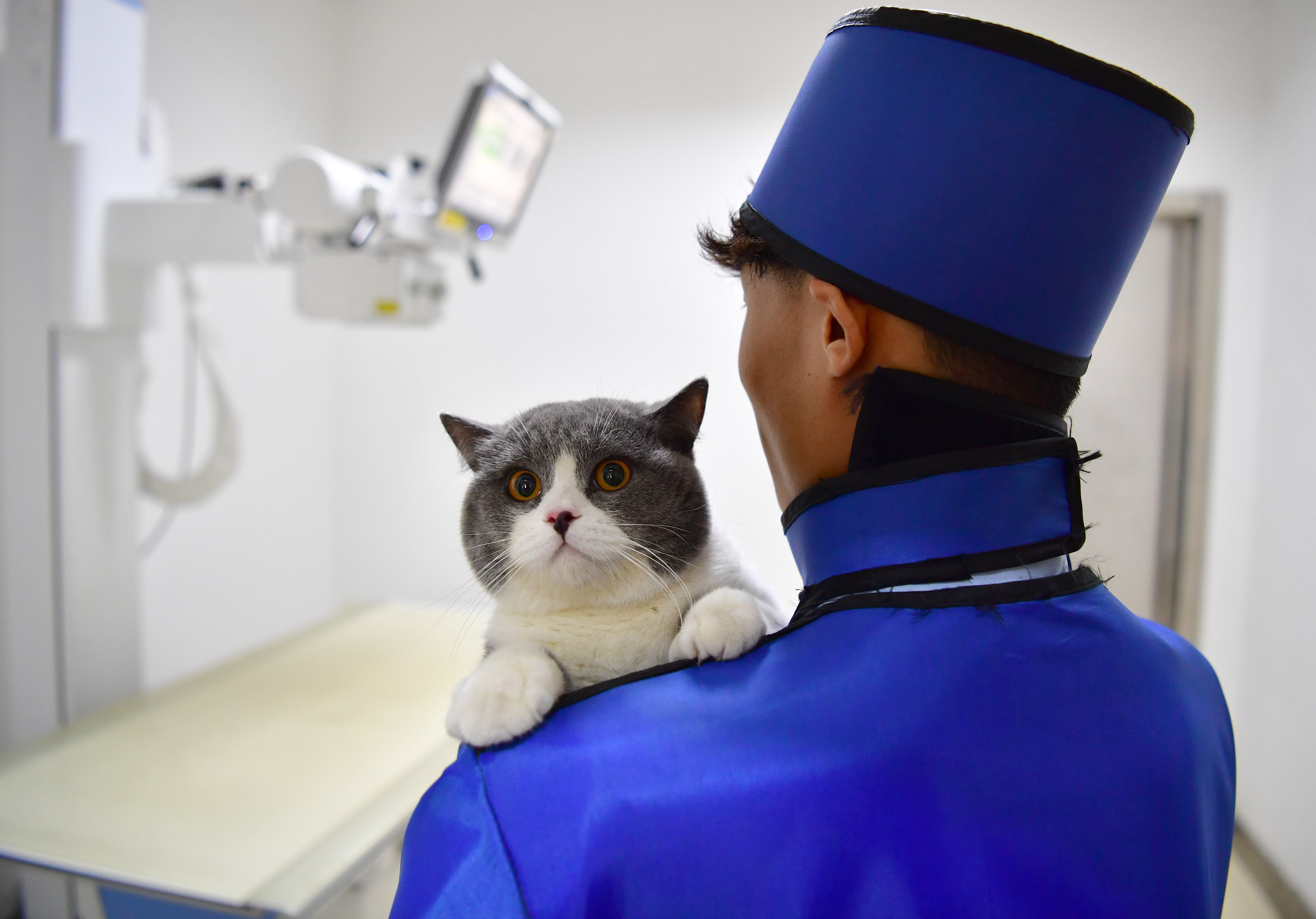 宠物猫的x光检查