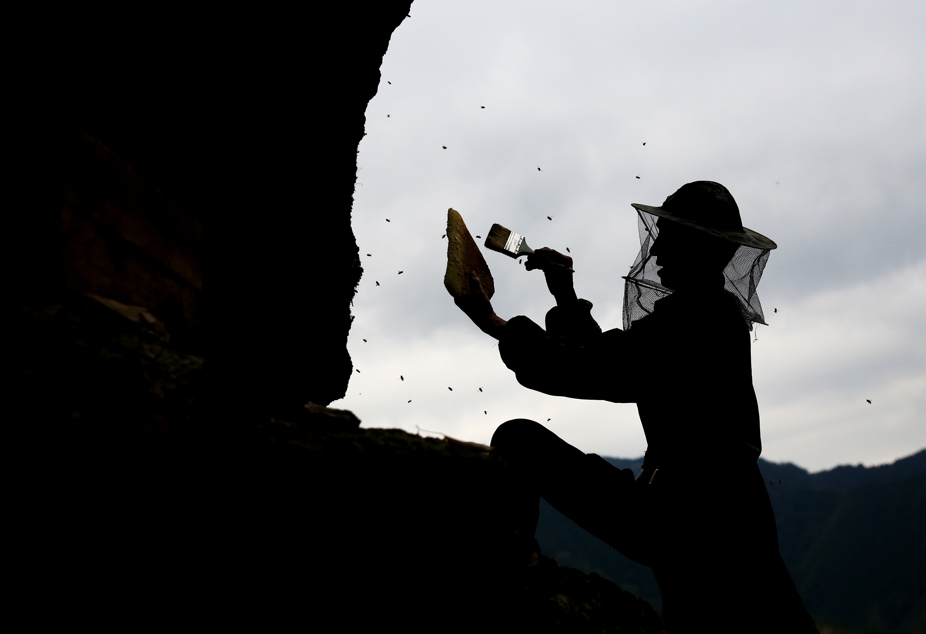 新华社照片,北京,2019年6月29日悬崖采蜜6月20日