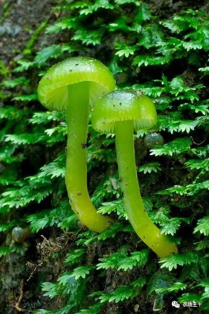 那些长得逆天的菌类我敢说你一种也没见过