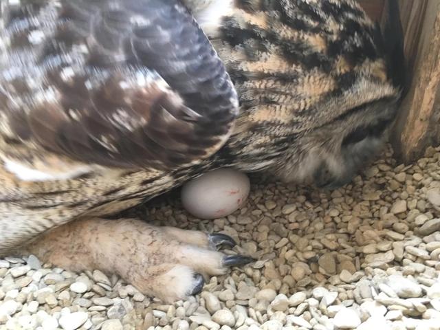 原创23岁独居猫头鹰突然下蛋英国动物园原来它是个假小子