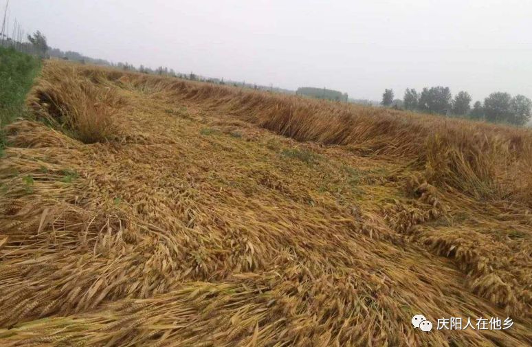 慶陽多地小麥倒伏在地,黴變發芽農民苦不堪言