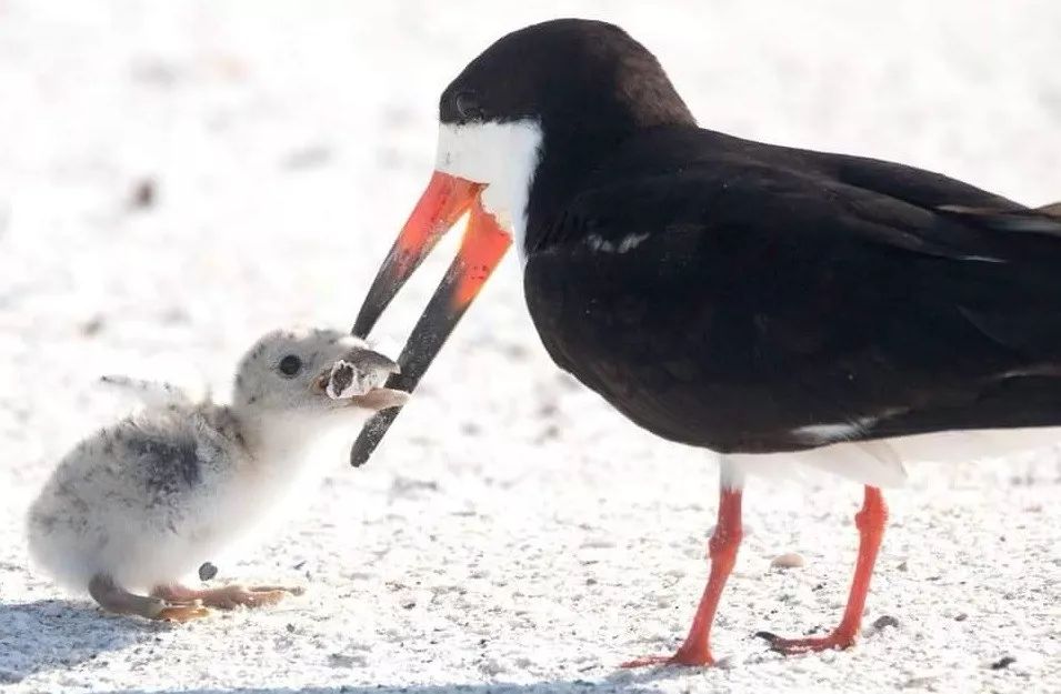 一个让人心碎的镜头,一只如同"嫩芽"般的小鸟张大嘴巴向母亲索要食物