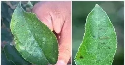 植保當前連陰雨蘋果嚴防炭疽葉枯病