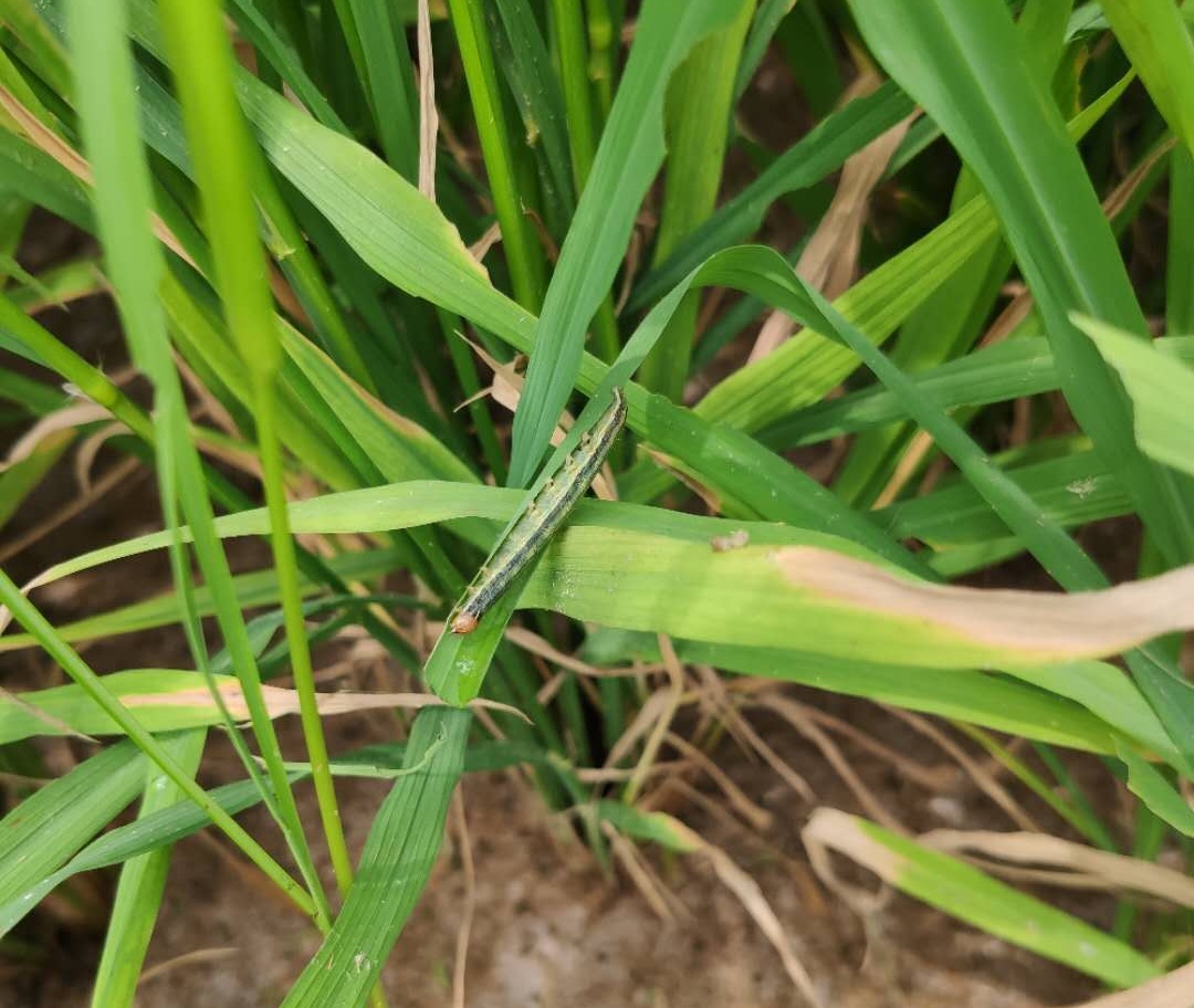 水稻黏虫大发生用什么药防治推荐用这几种药剂效果好