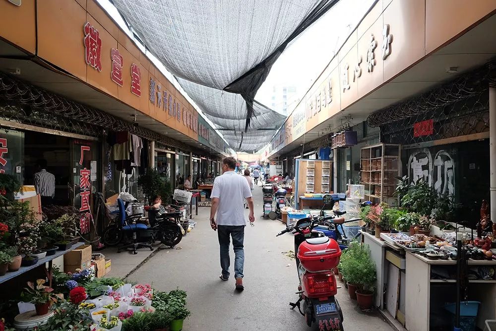 原创钢筋水泥森林里,容不下花鸟鱼虫